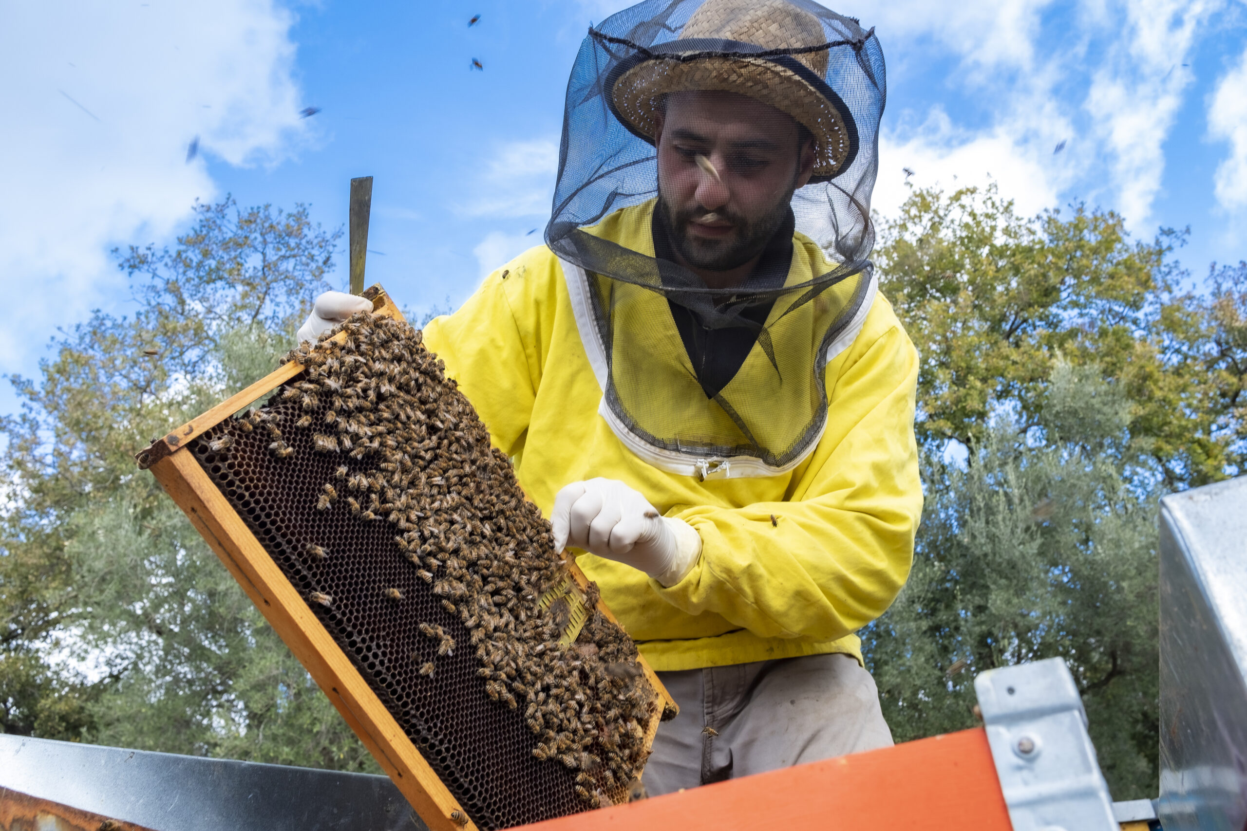 Apicoltore al lavoro